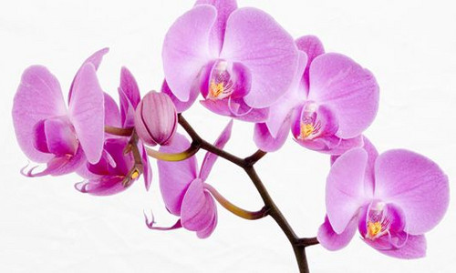 Орхидея, отдушка
