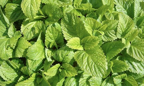 Фитодистиллят мелиссы