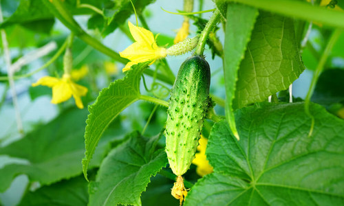 Фитодистиллят огурца