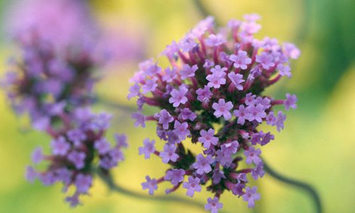 Вербены эфирное масло