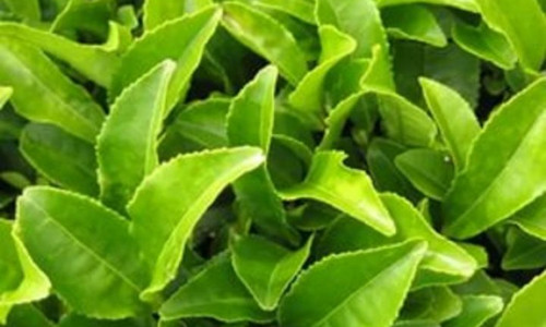 СO2 комплексный экстракт зеленого чая