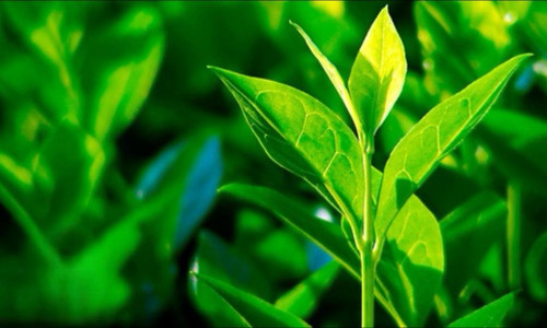 Чайного дерева экстракт водно-глицериновый