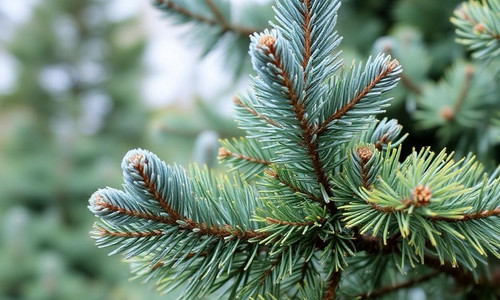 Голубая ель, отдушка