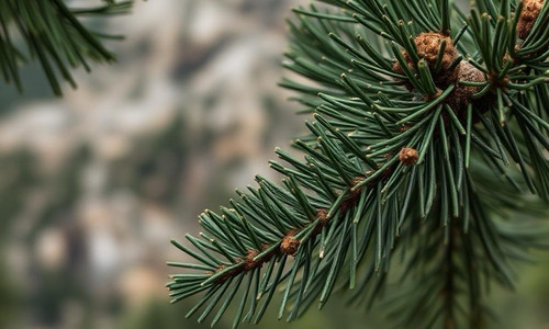 Горная сосна, отдушка